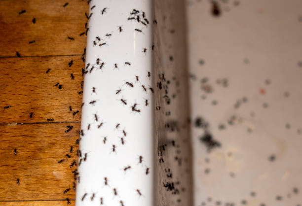 Best Mosquito Control Services  in West Unity, OH